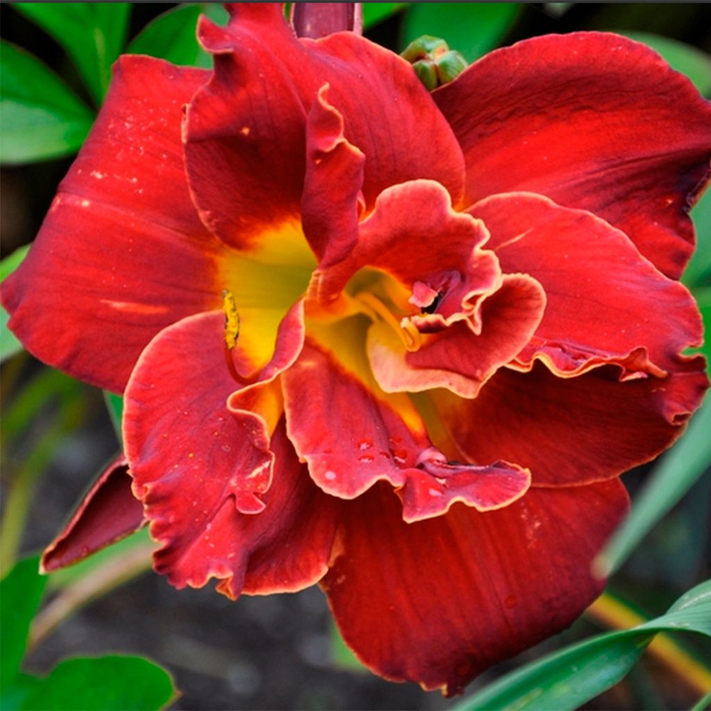 Hemerocallis Highland Lord - Daylily