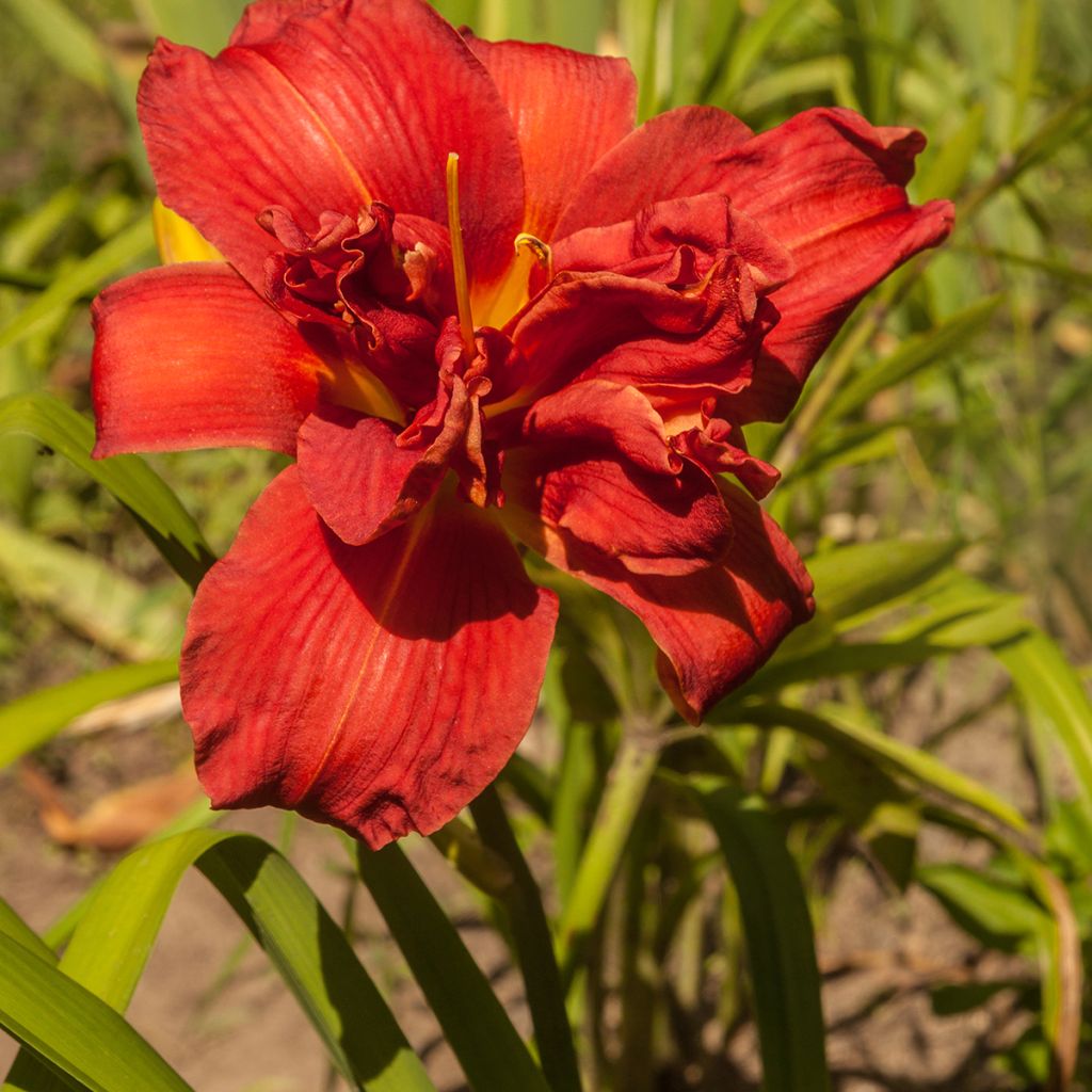 Hemerocallis Highland Lord - Daylily