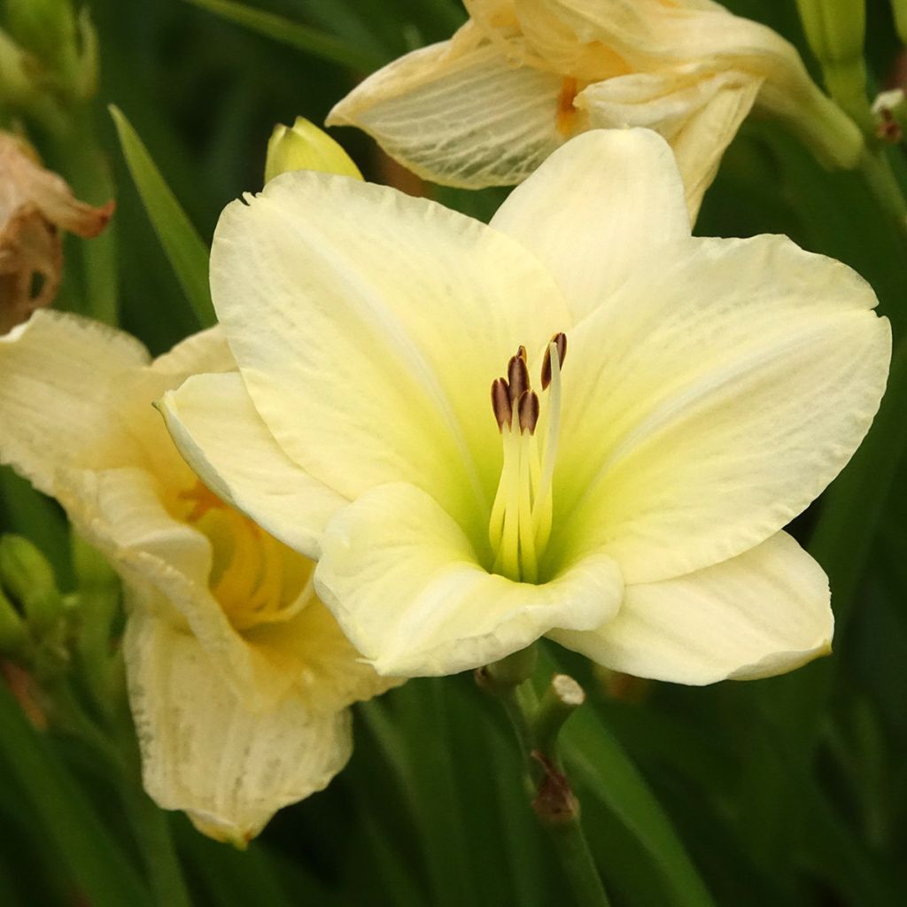 Hemerocallis Joan Senior - Daylily