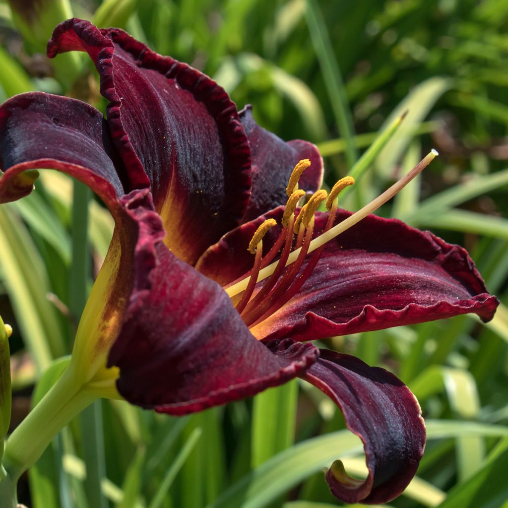 Hemerocallis Midnight Magic - Daylily