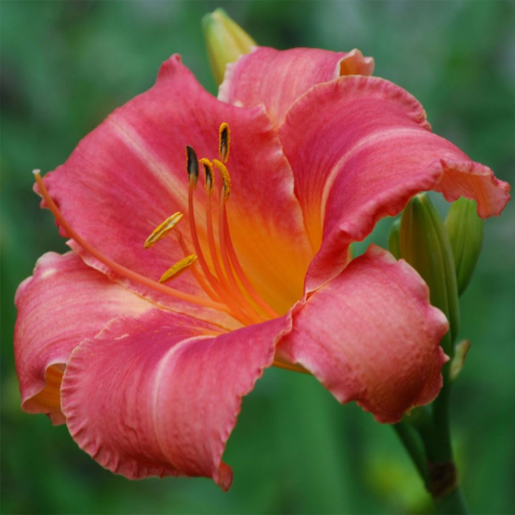 Hemerocallis Persian Market - Daylily