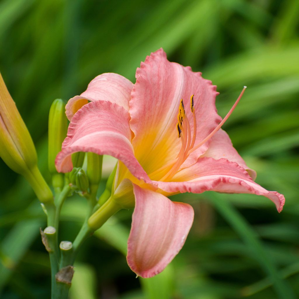 Hemerocallis Persian Market - Daylily