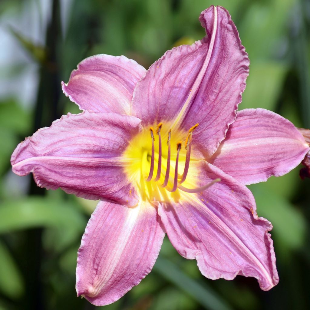 Hémérocalle Royal Flair