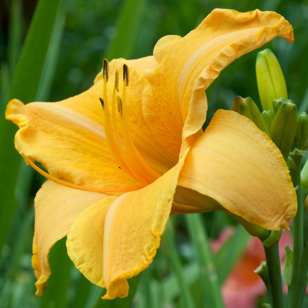 Hemerocallis Ruffled Apricot - Daylily
