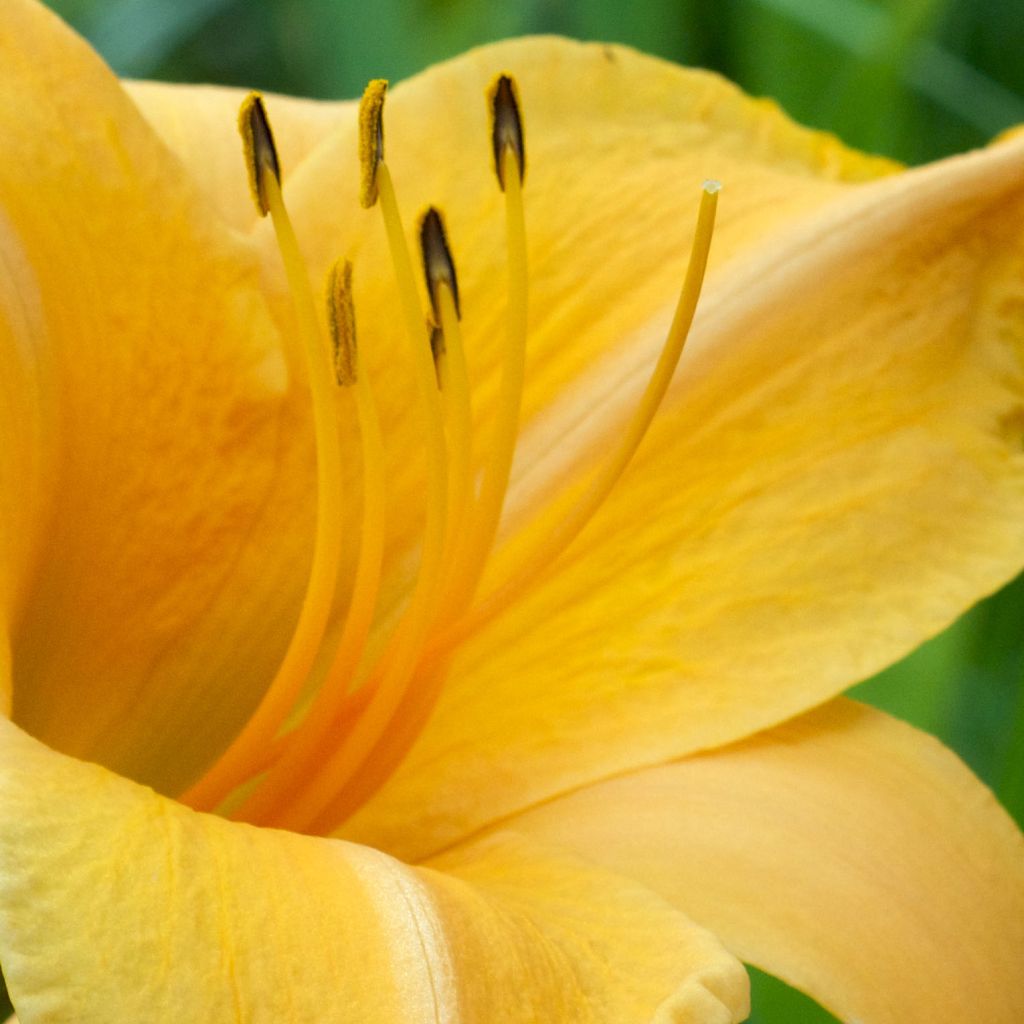 Hemerocallis Ruffled Apricot - Daylily