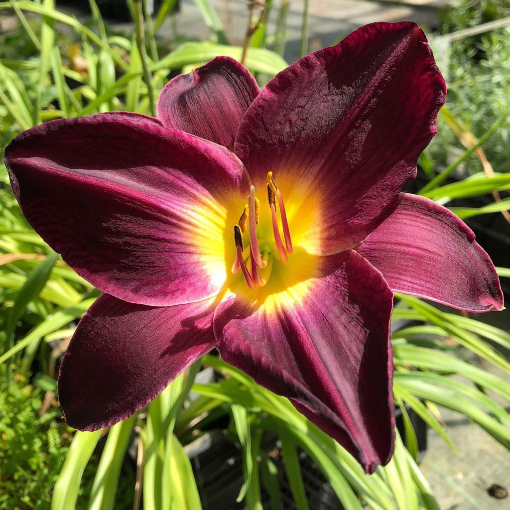 Hemerocallis Strutters Ball - Daylily