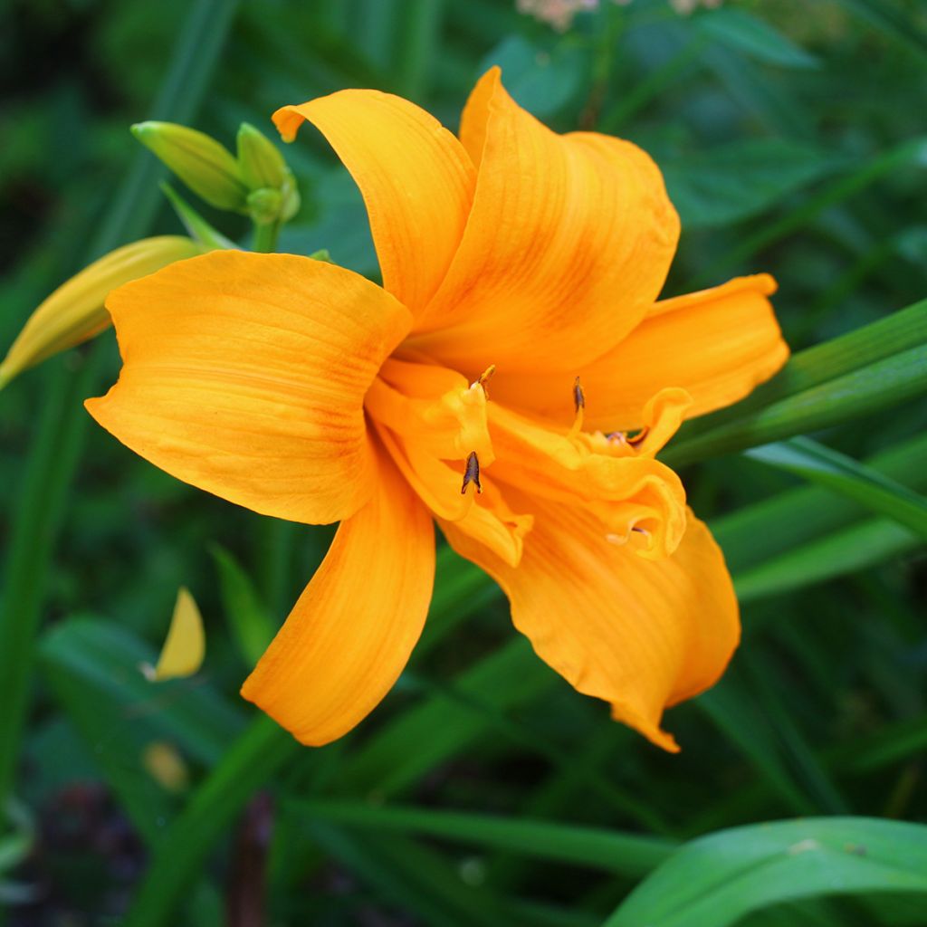 Hemerocallis Three Tears - Daylily
