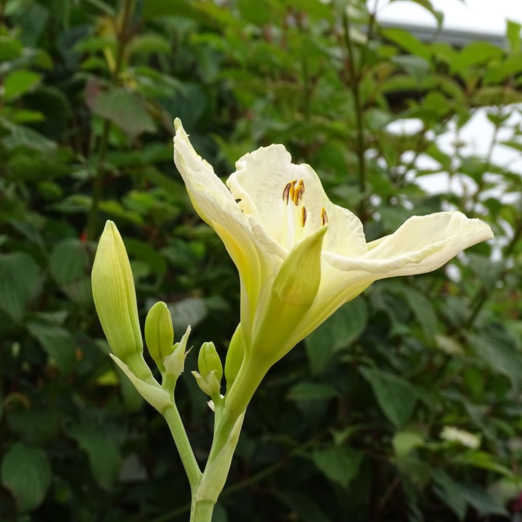 Hemerocallis White Temptation - Daylily