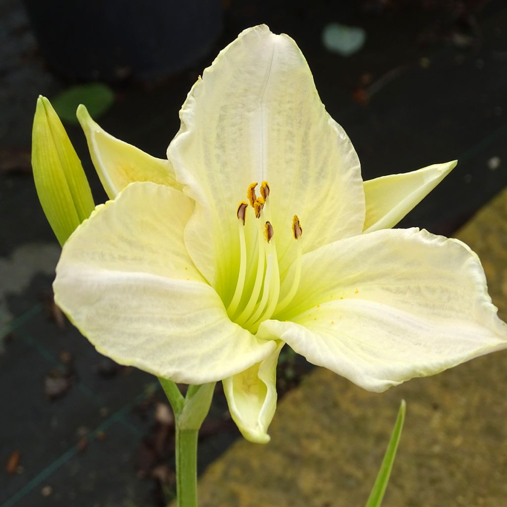 Hemerocallis White Temptation - Daylily