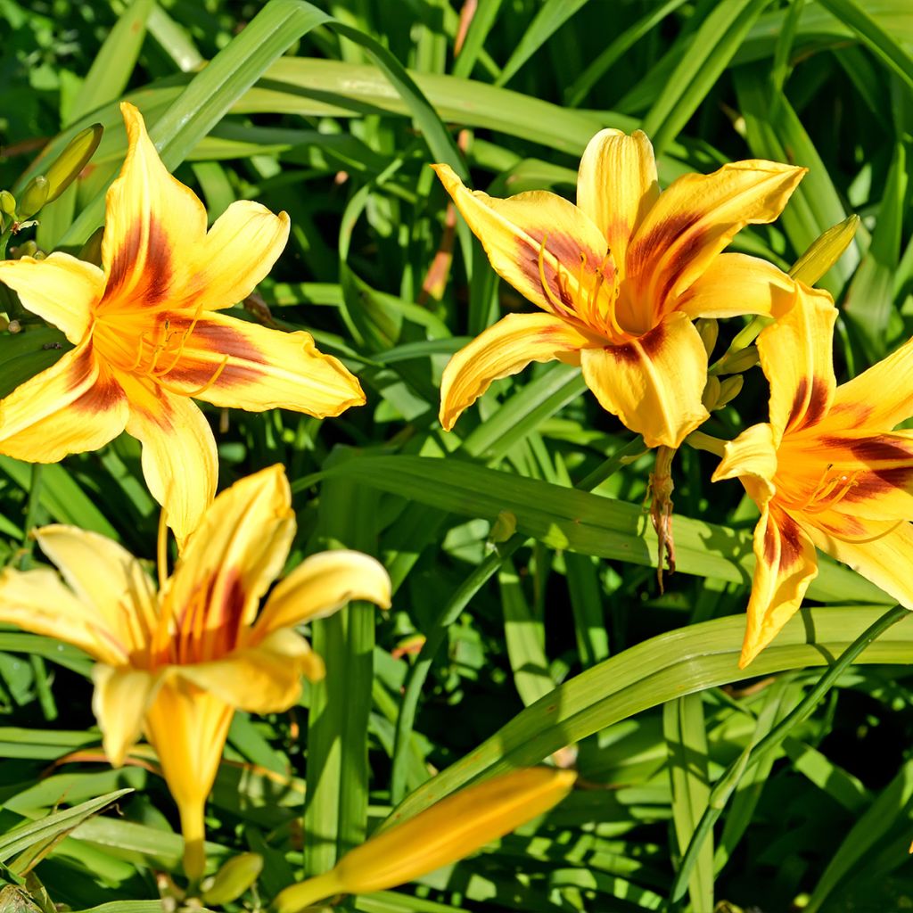 Hemerocallis Bonanza - Daylily