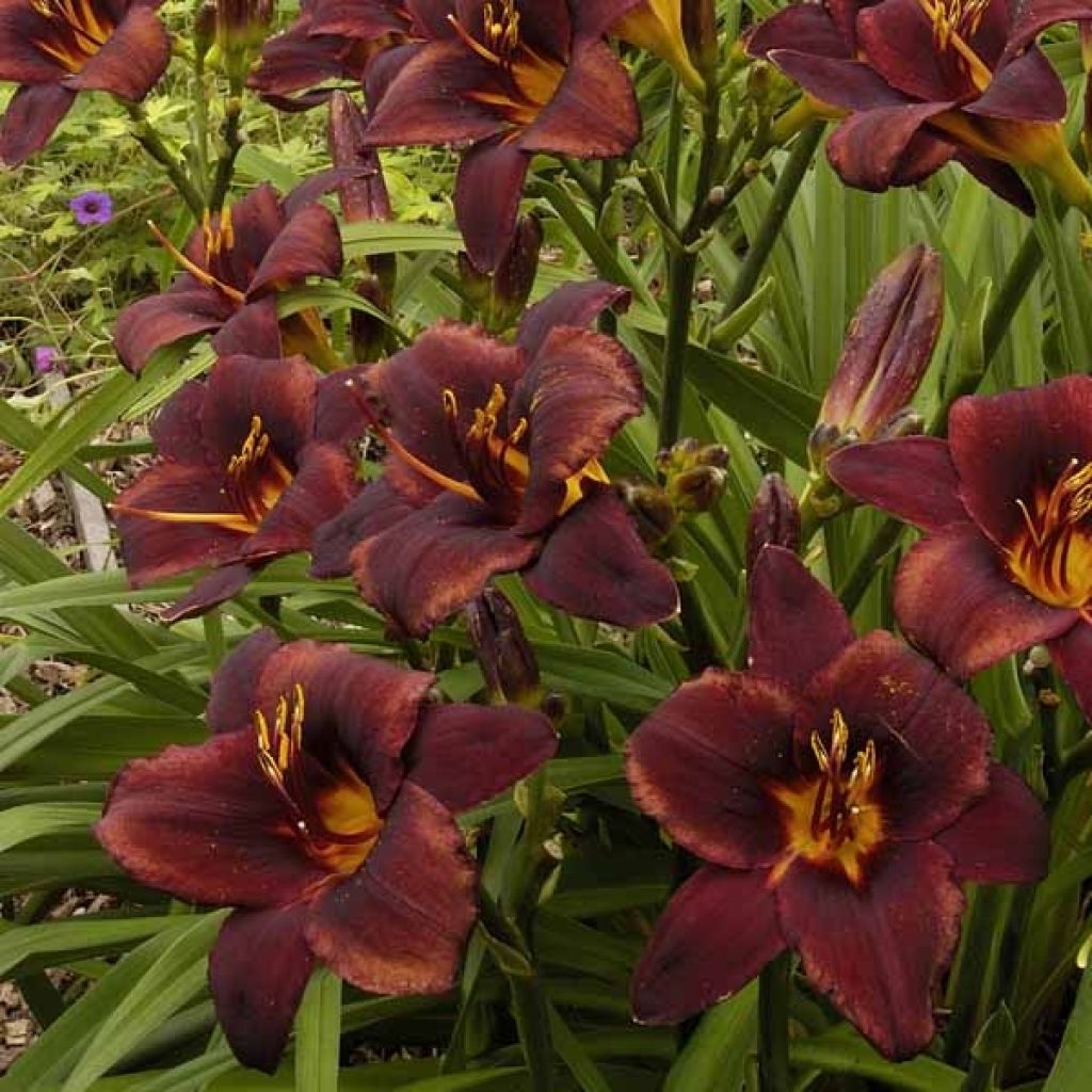 Hemerocallis Chocolate Candy - Daylily