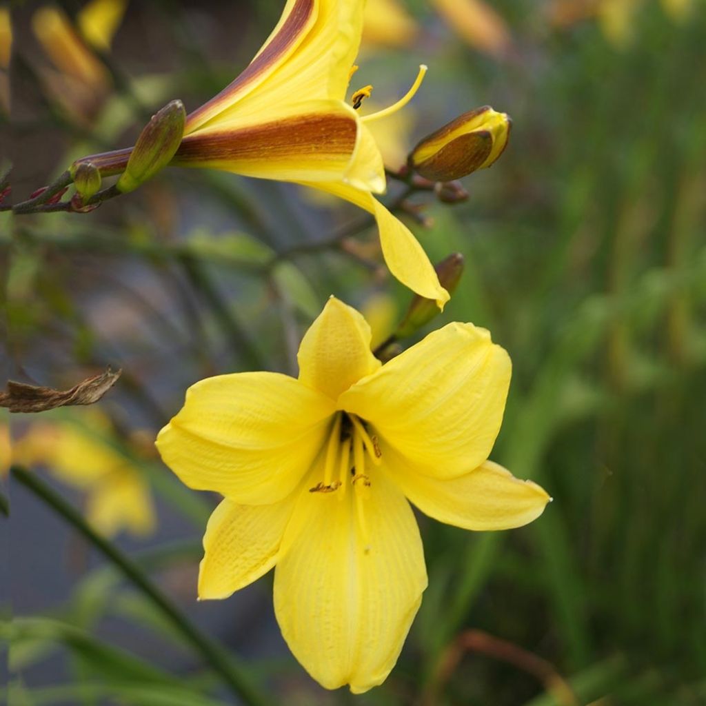 Hemerocallis Corky - Daylily