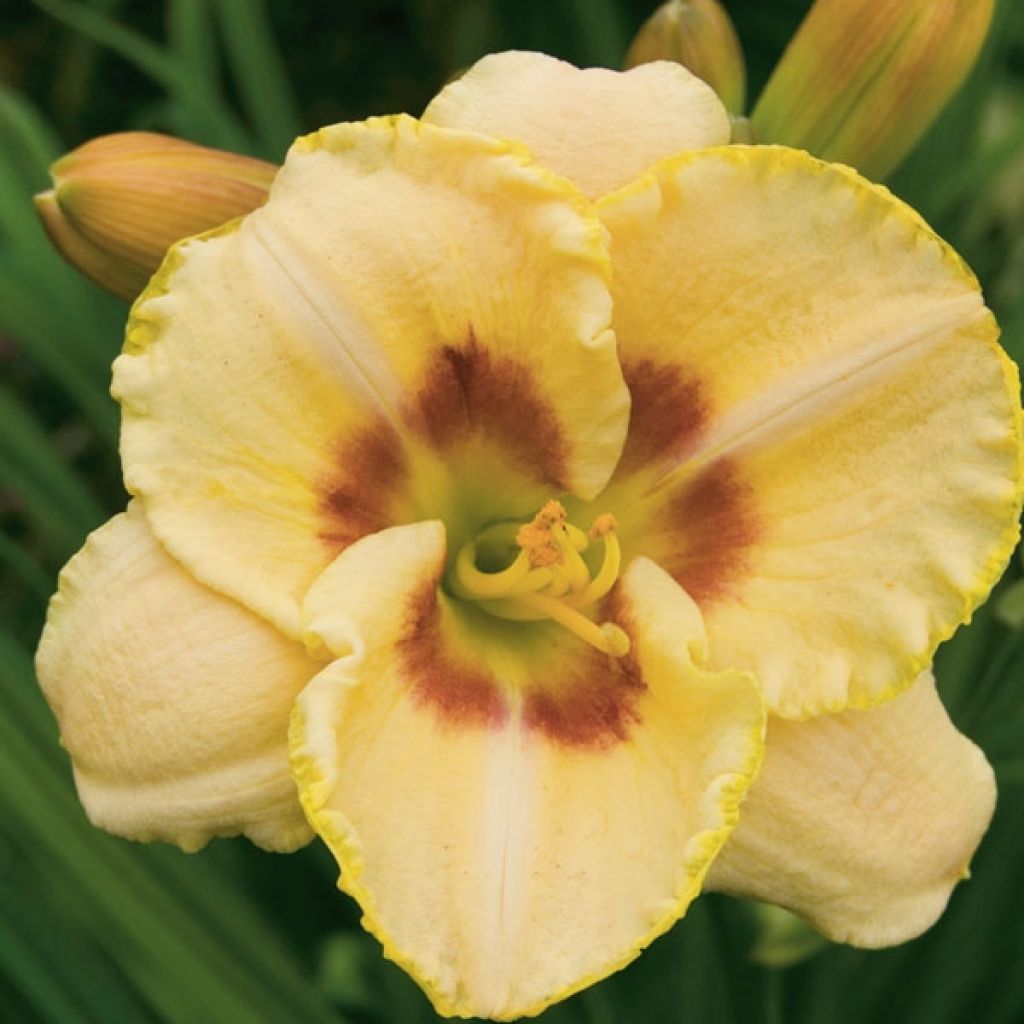 Hemerocallis Custard Candy - Daylily