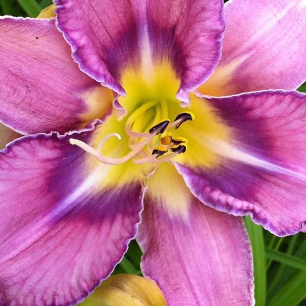 Hemerocallis Mildred Mitchell - Daylily