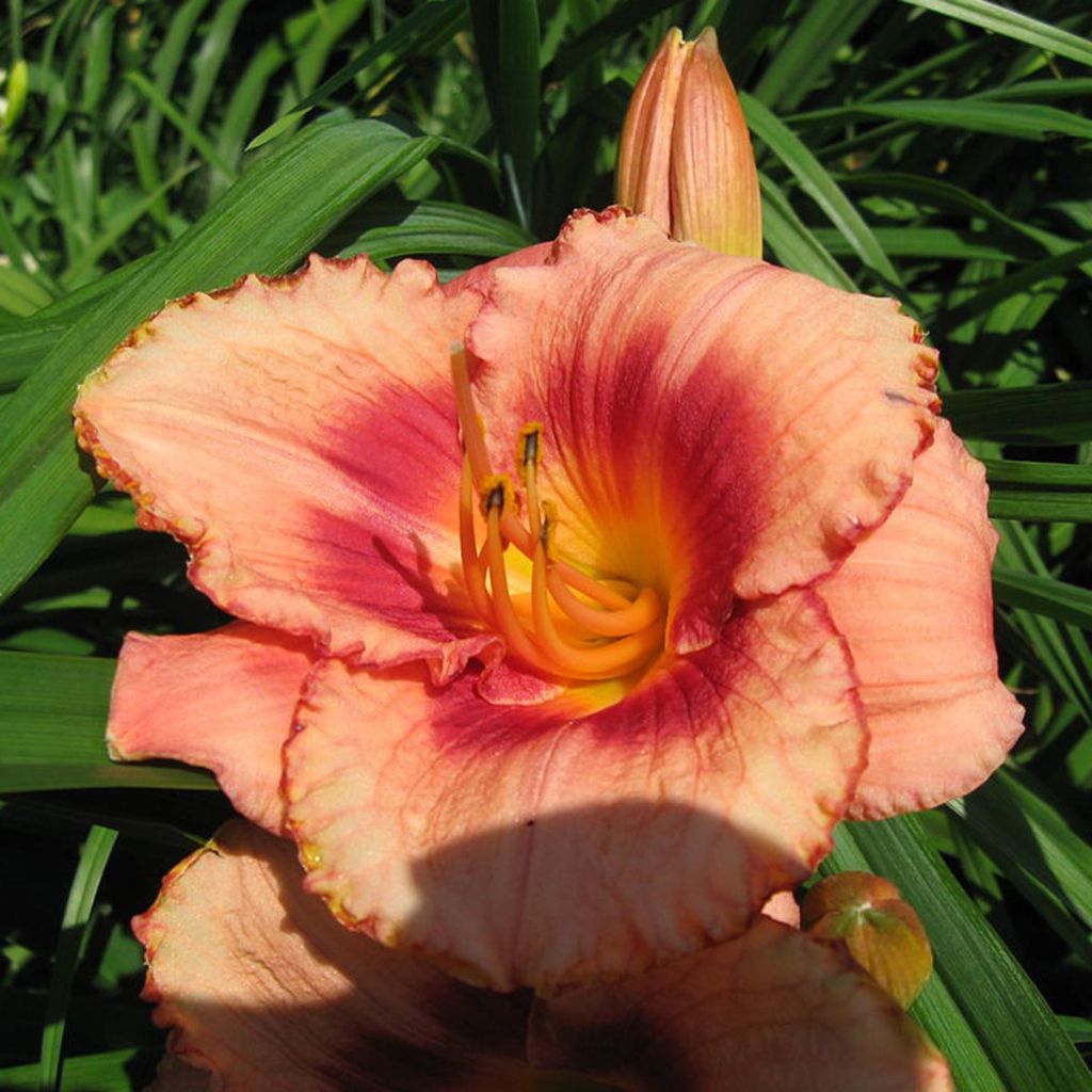 Hemerocallis Strawberry Candy - Daylily