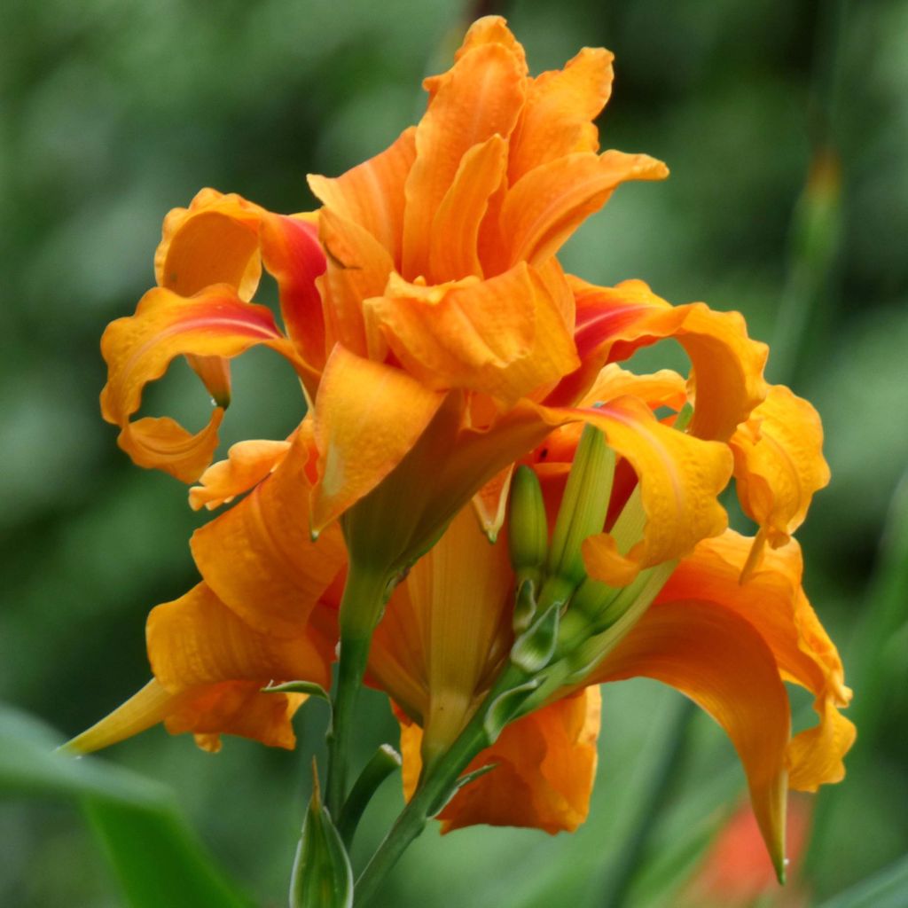 Hemerocallis fulva Flore Pleno - Daylily