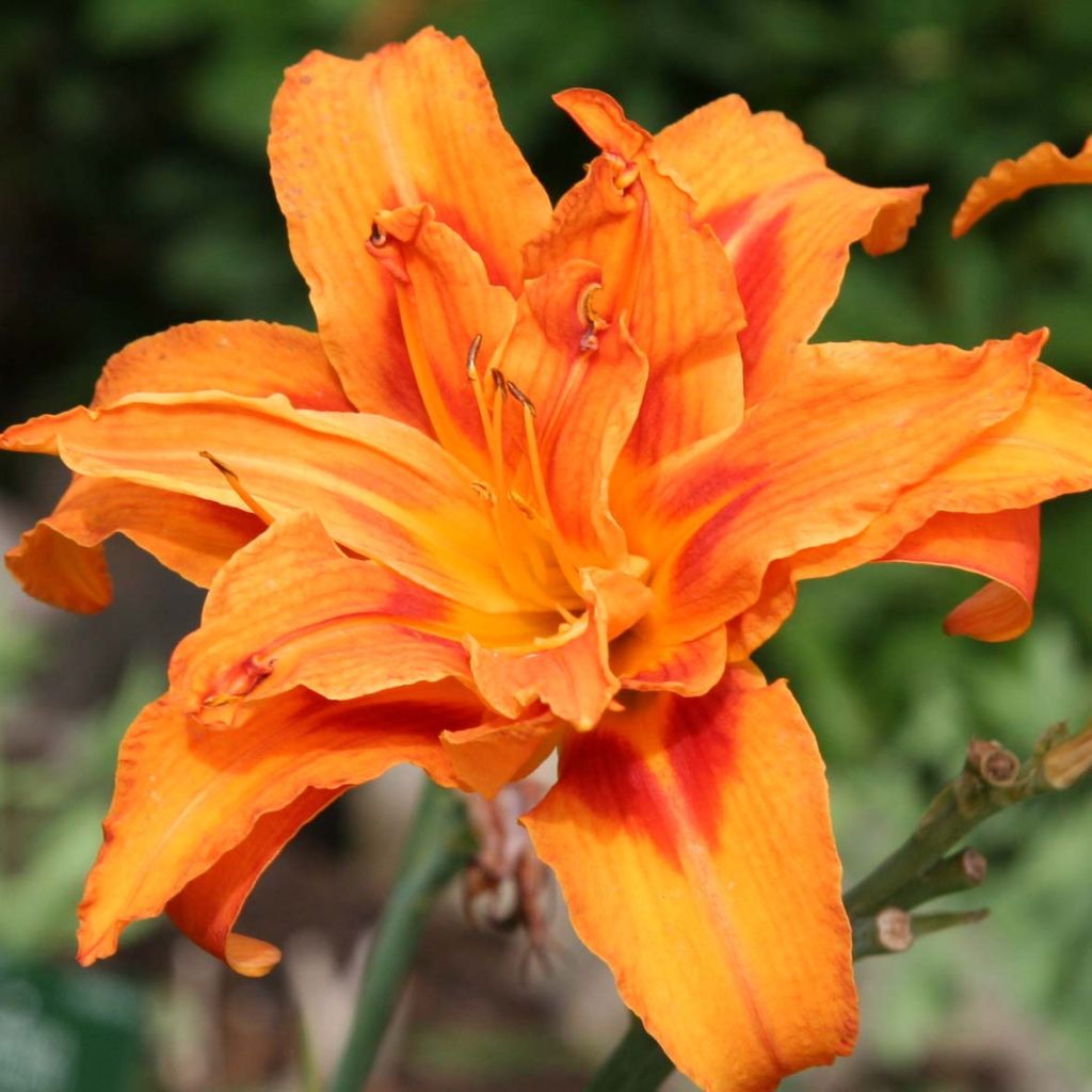 Hemerocallis fulva Flore Pleno - Daylily