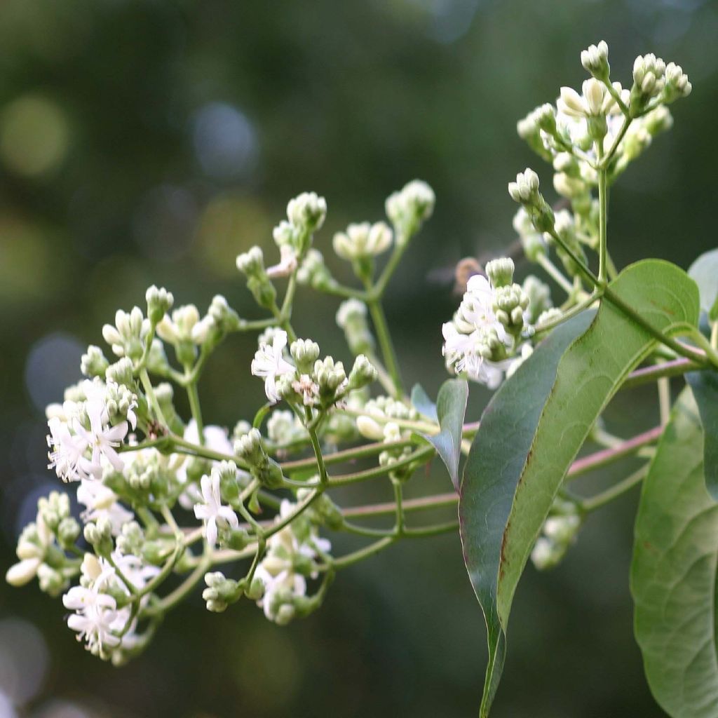 Heptacodium miconioides Tianshan (R)