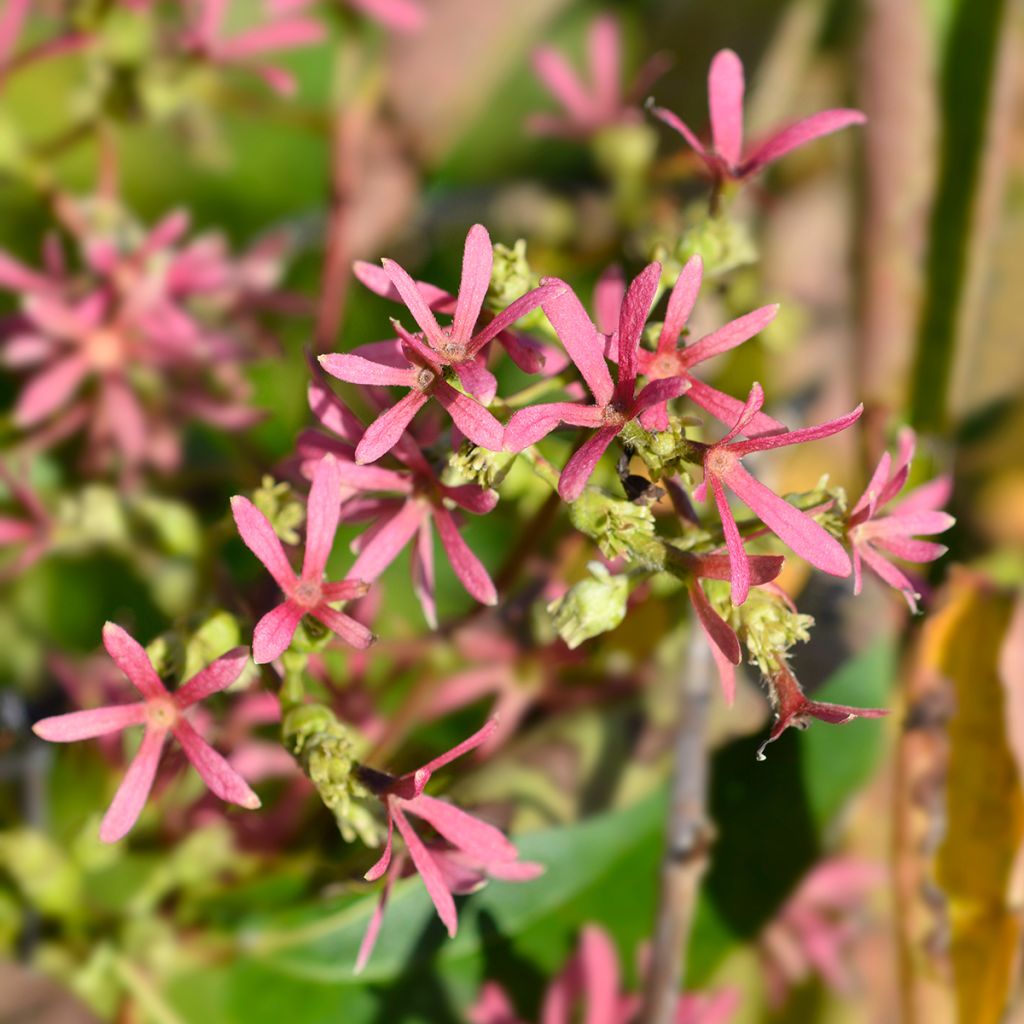 Heptacodium miconioides Tianshan (R)