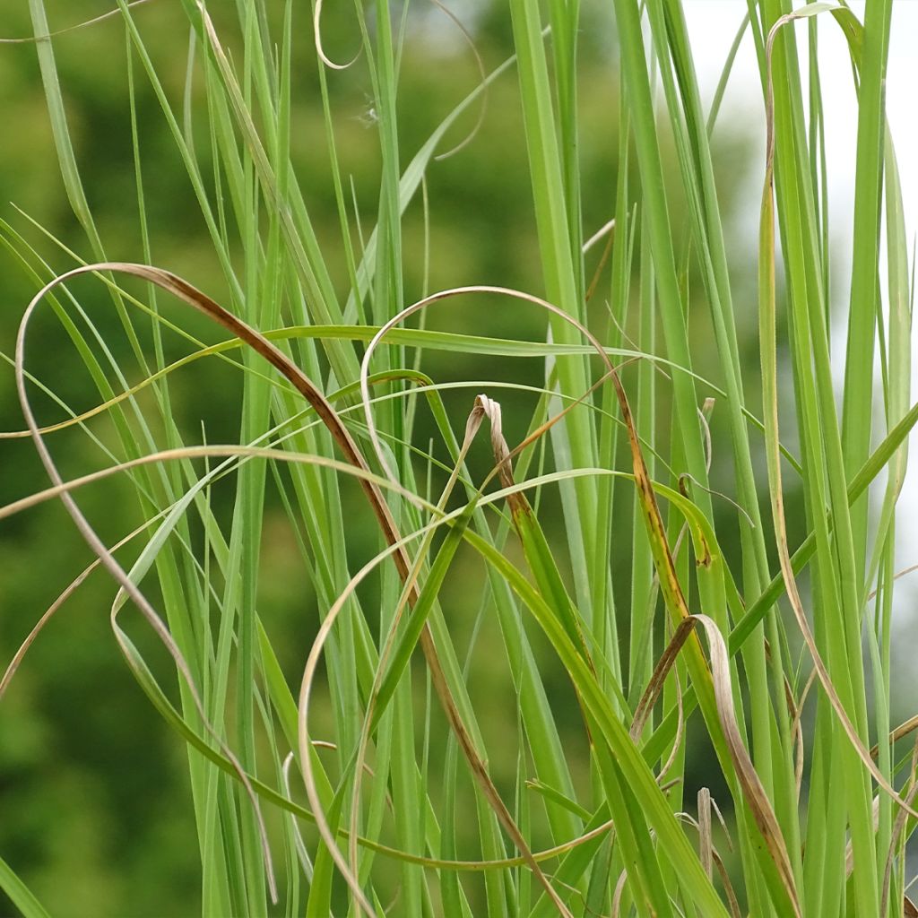 Cortaderia selloana