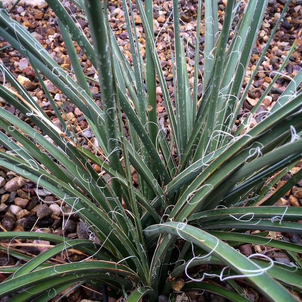 Hesperaloe parviflora - Red Yucca