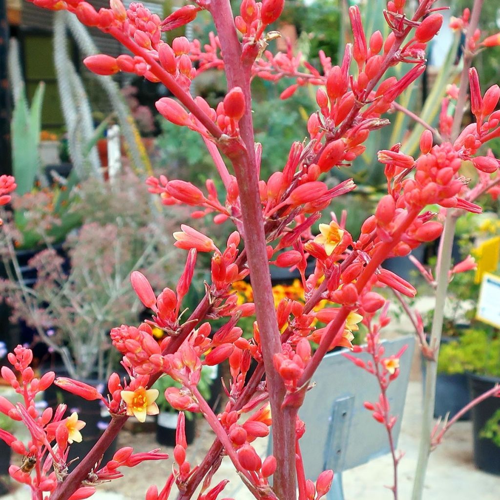Hesperaloe parviflora - Red Yucca
