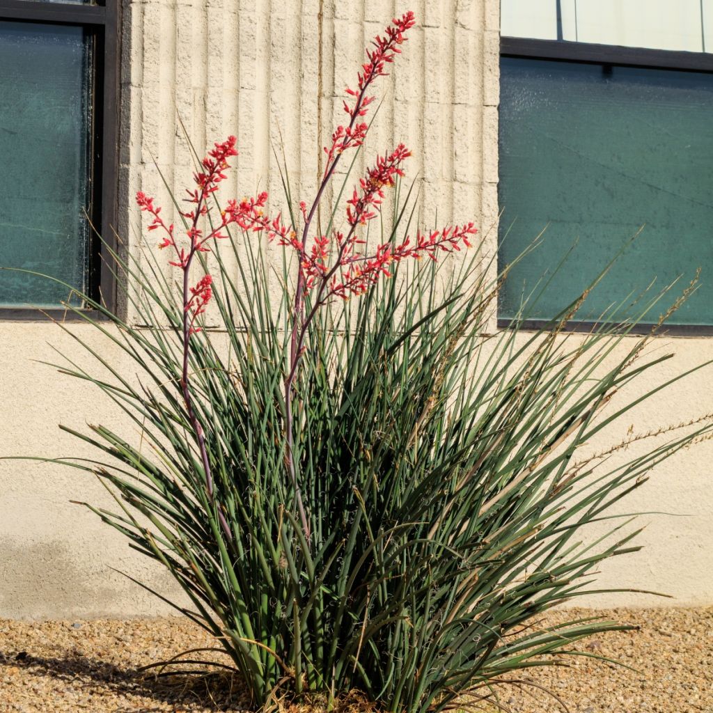 Hesperaloe parviflora Arizona Sunrise - Red yucca