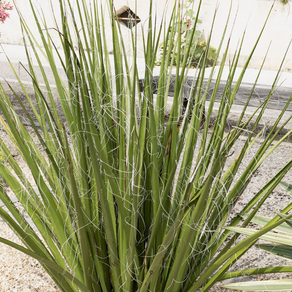 Hesperaloe parviflora Yellow Sun - Red yucca
