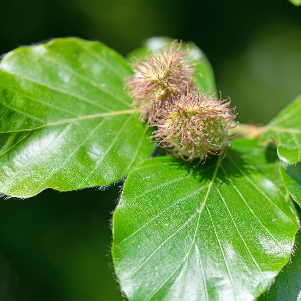 Fagus sylvatica - Beech