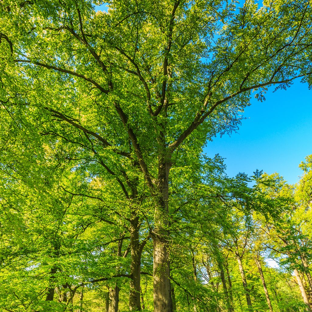 Fagus sylvatica - Beech