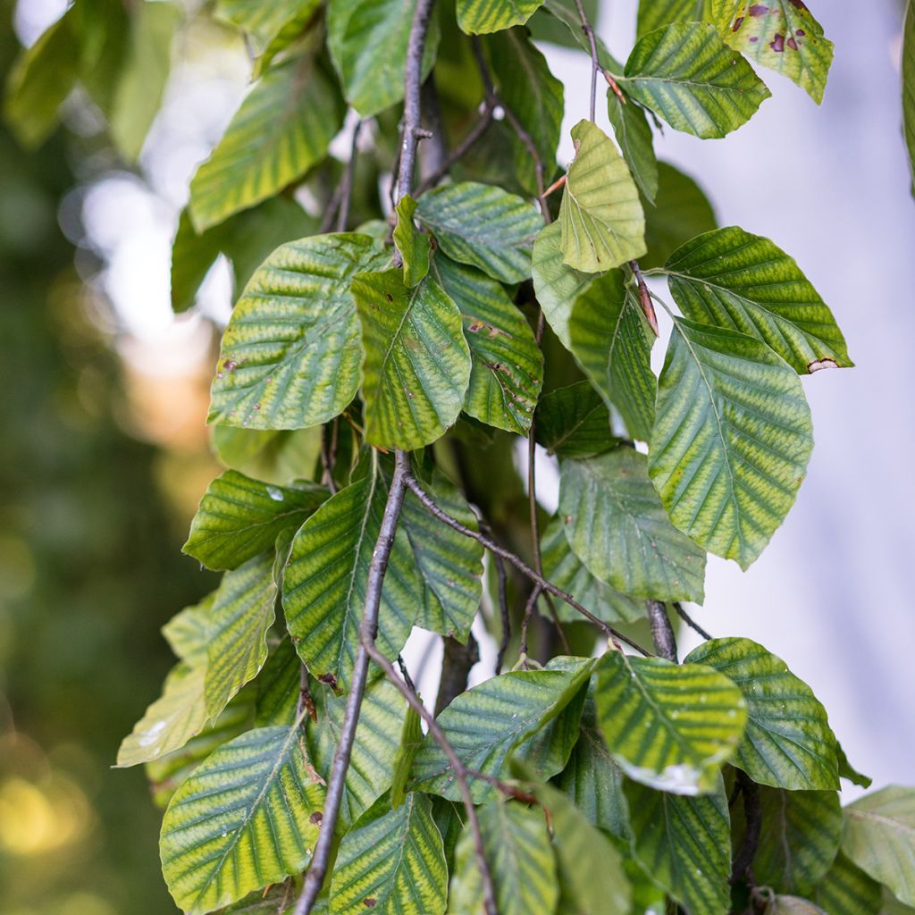 Fagus sylvatica Pendula