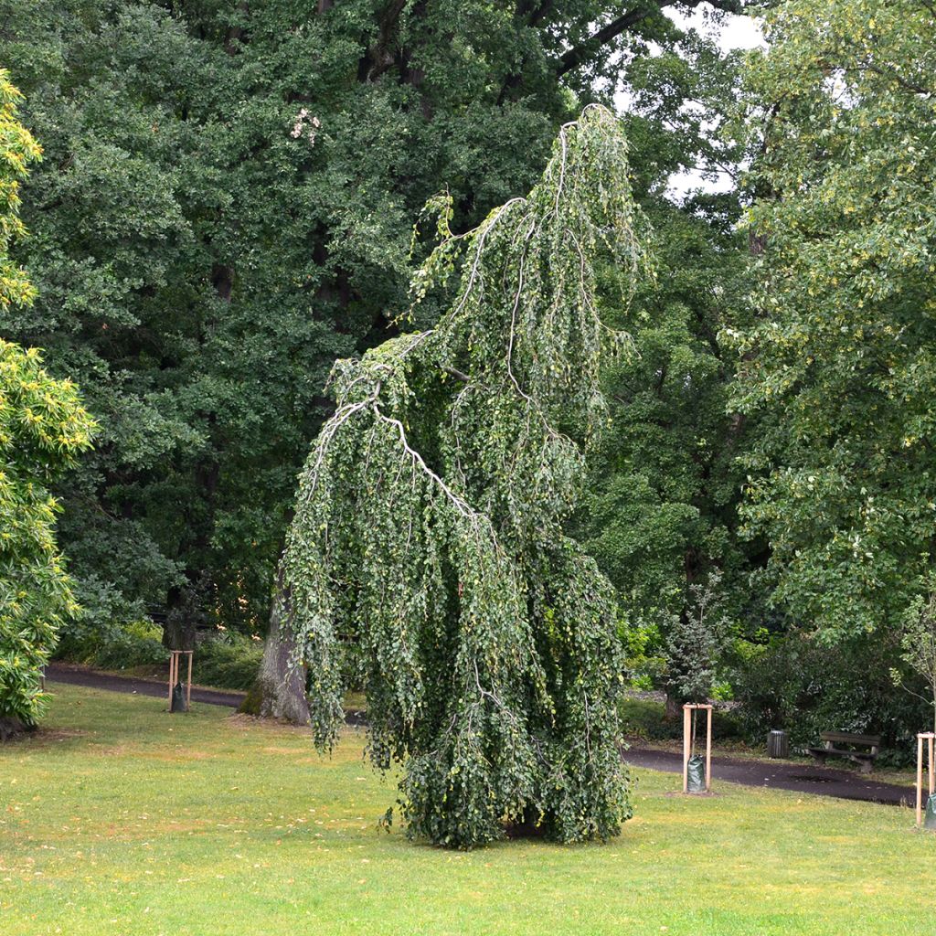 Fagus sylvatica Pendula