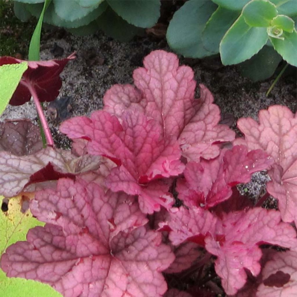 Heuchera Berry Smoothie