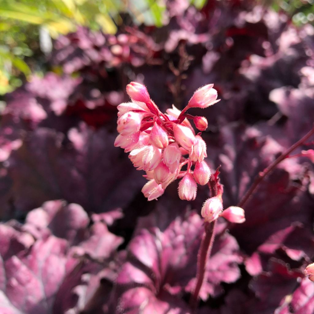 Heuchera Forever Purple