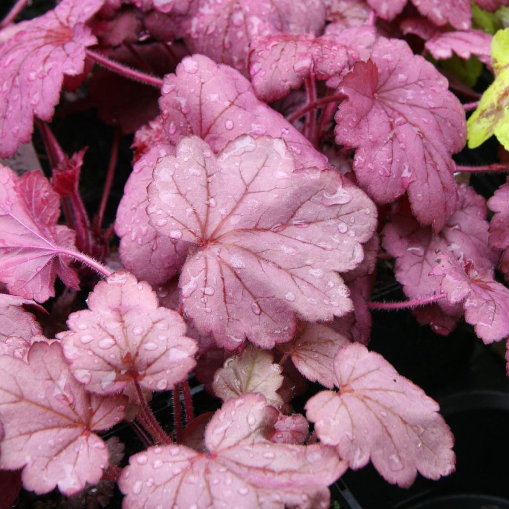 Heuchera Georgia Plum