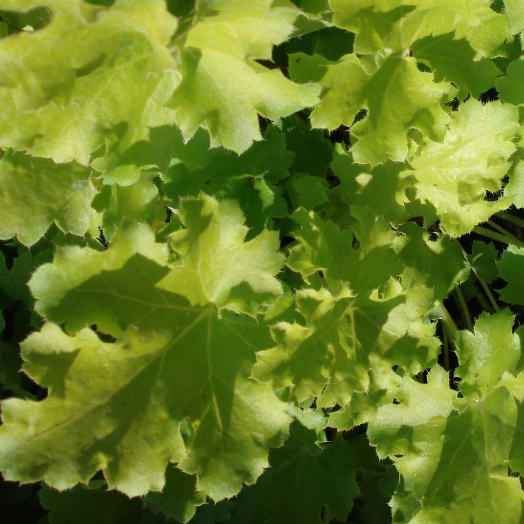 Heuchera Lime Rickey