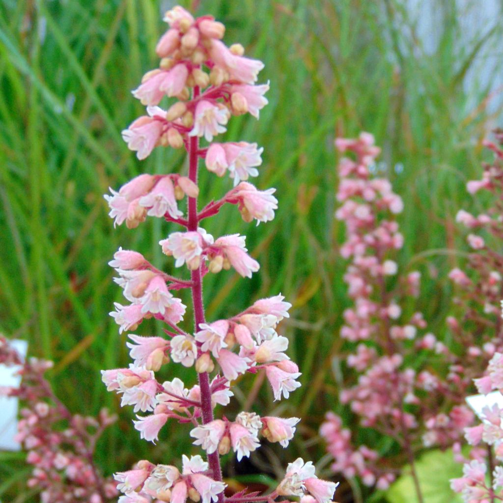 Heuchera Pink Pearls
