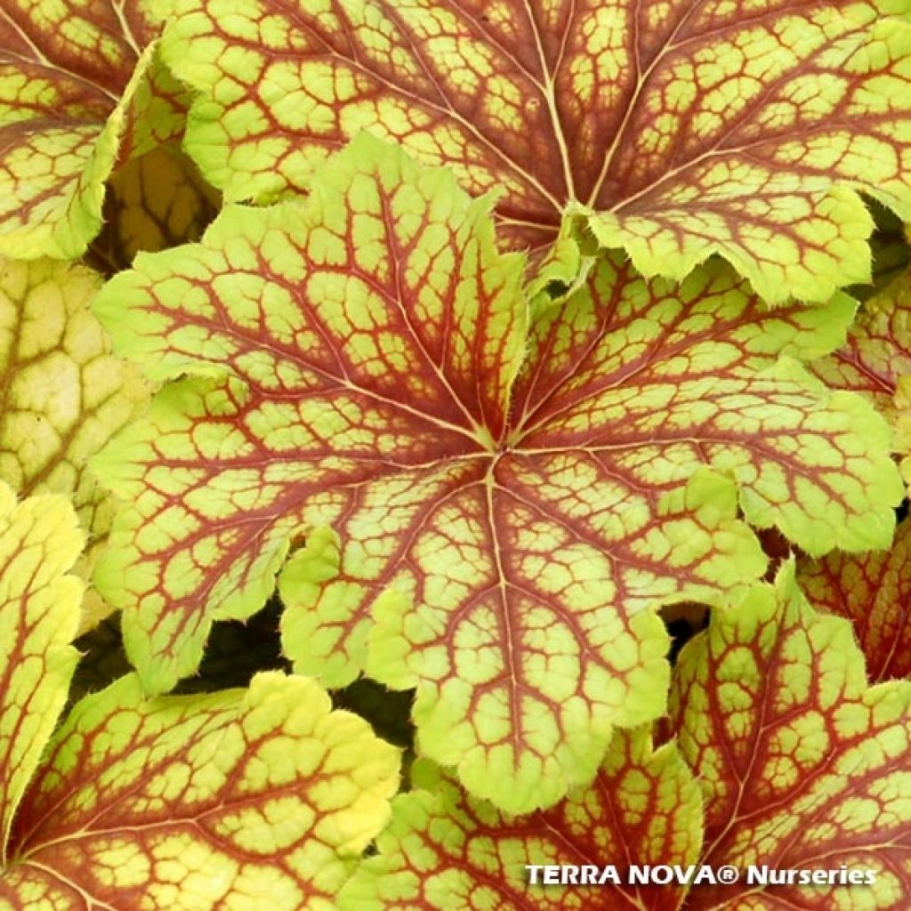 Heuchera Red Lightning