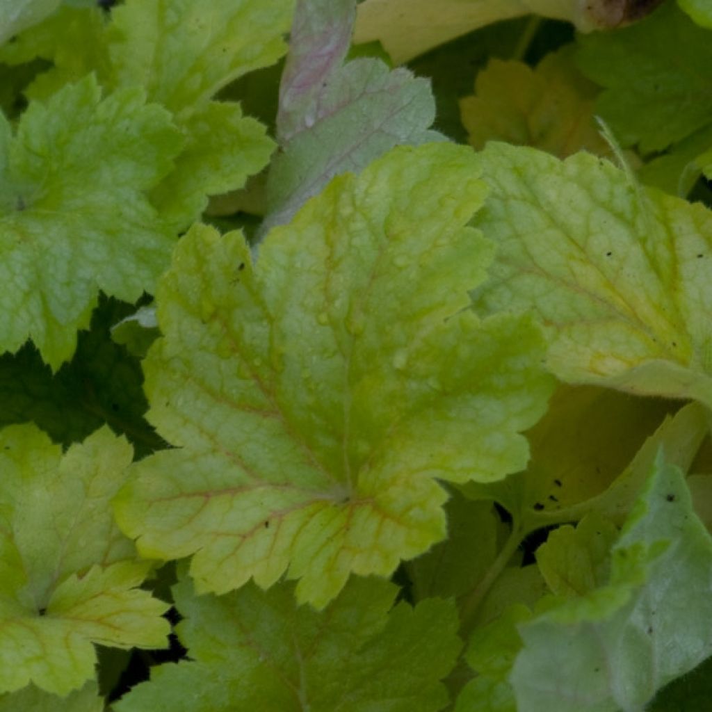 Heuchera Electric Lime