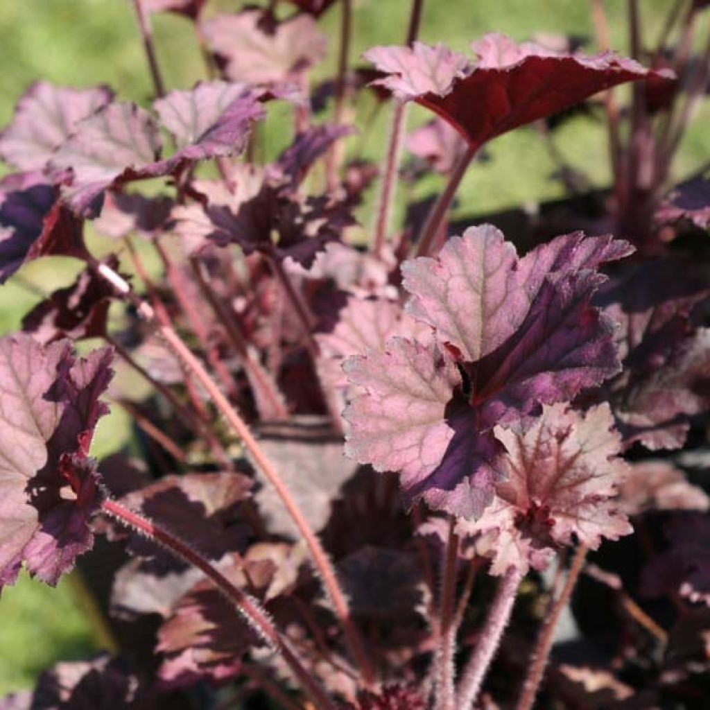 Heuchera Plum Pudding