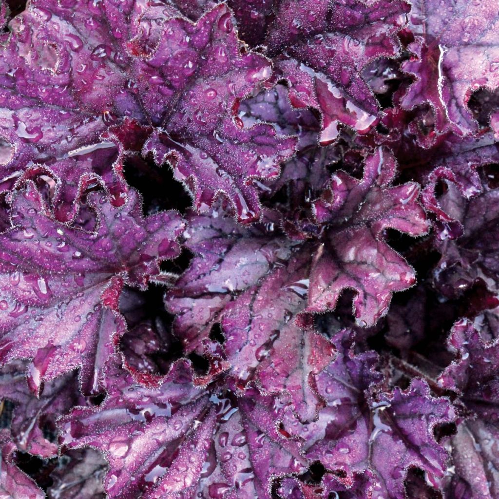 Heuchera Forever Purple