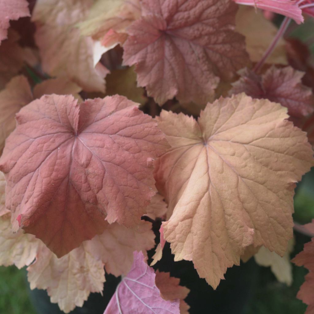 Heuchera villosa Mega Caramel