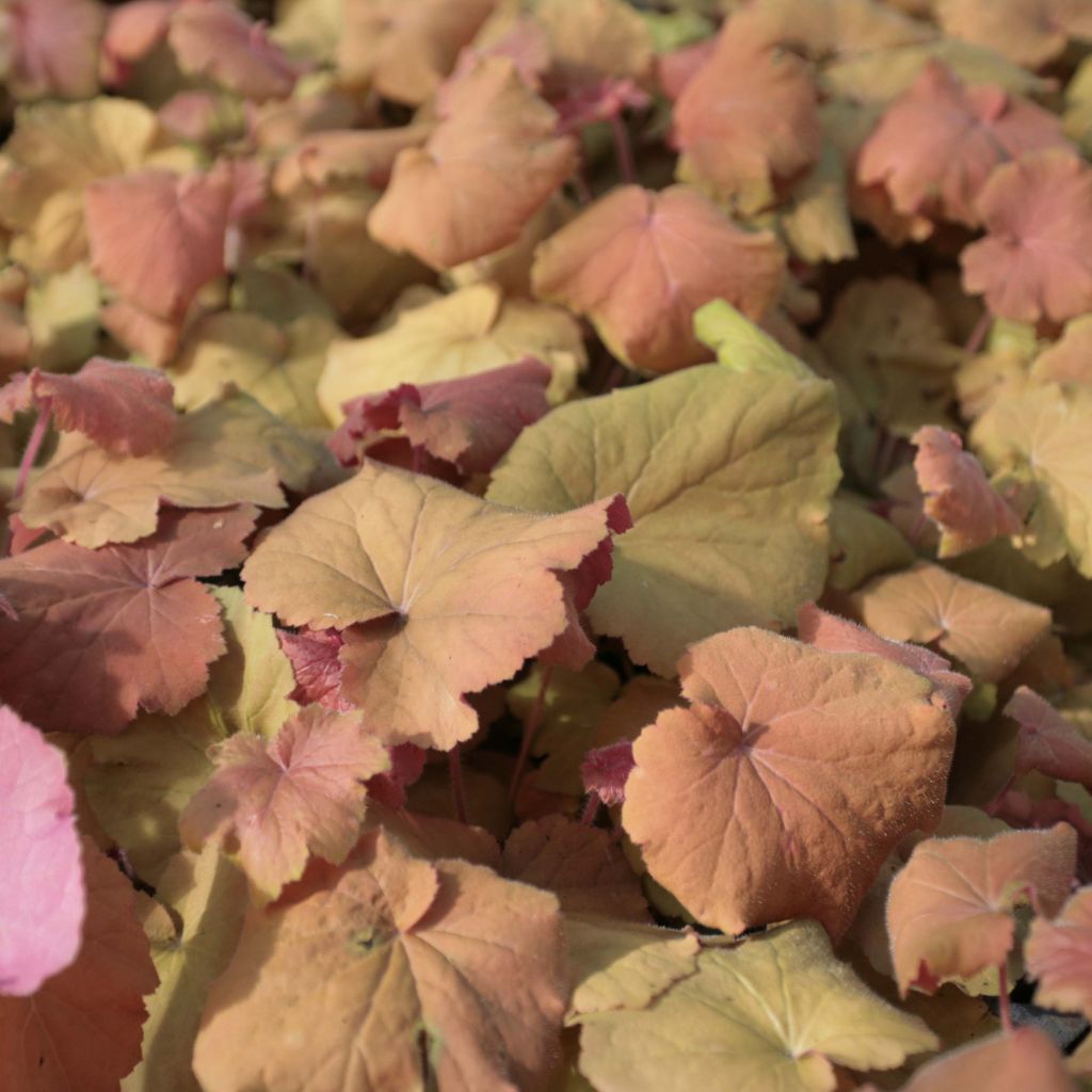 Heuchera villosa Mega Caramel
