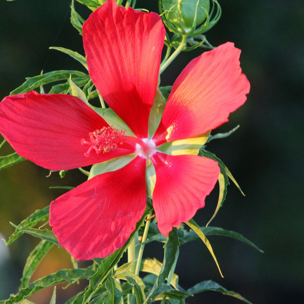 Hibiscus coccineus
