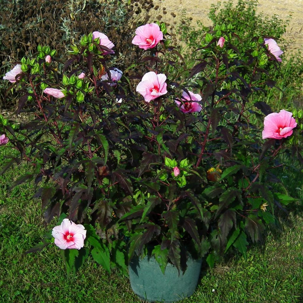 Hibiscus moscheutos Jolly Heart - Swamp Rose Mallow
