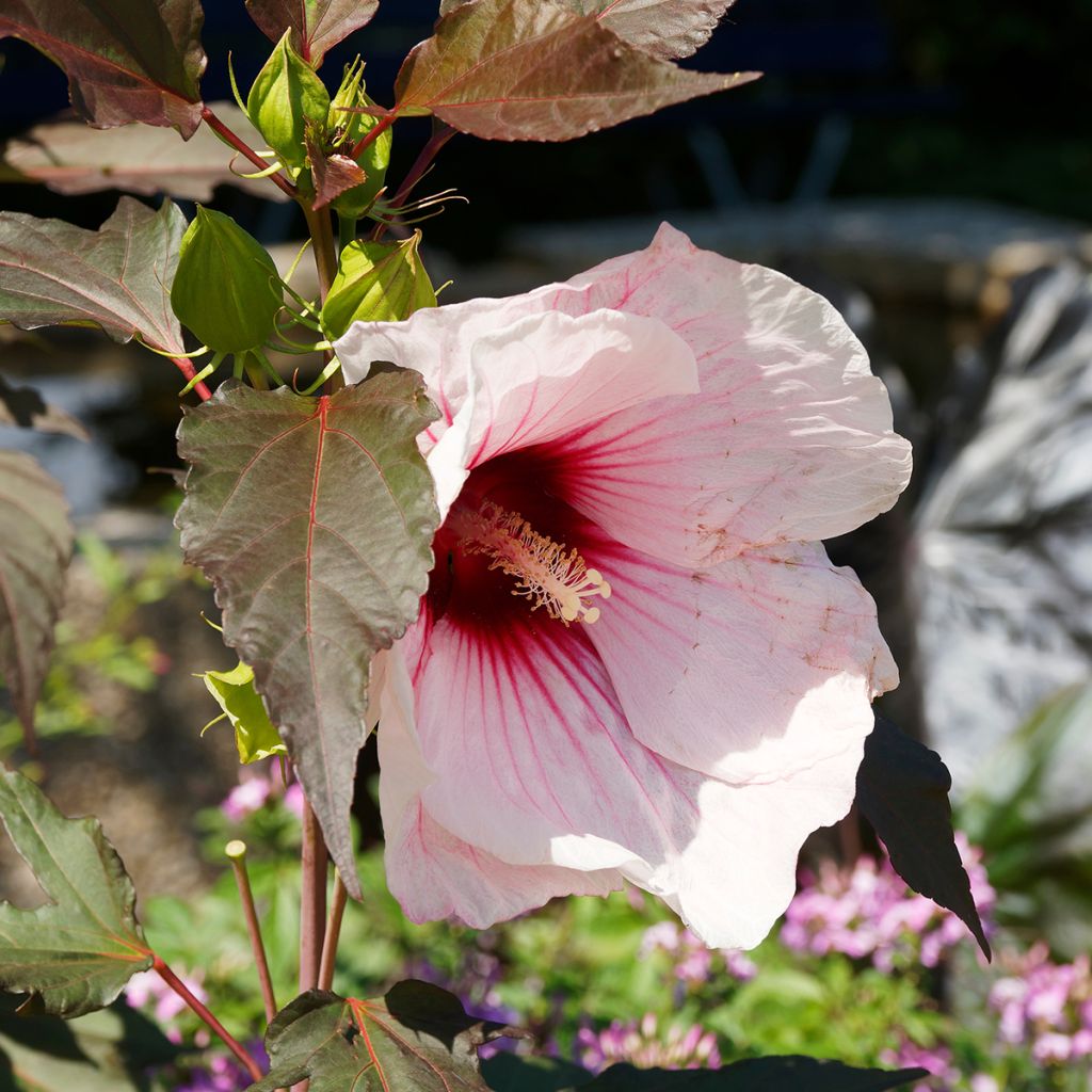 Hibiscus moscheutos Jolly Heart - Swamp Rose Mallow