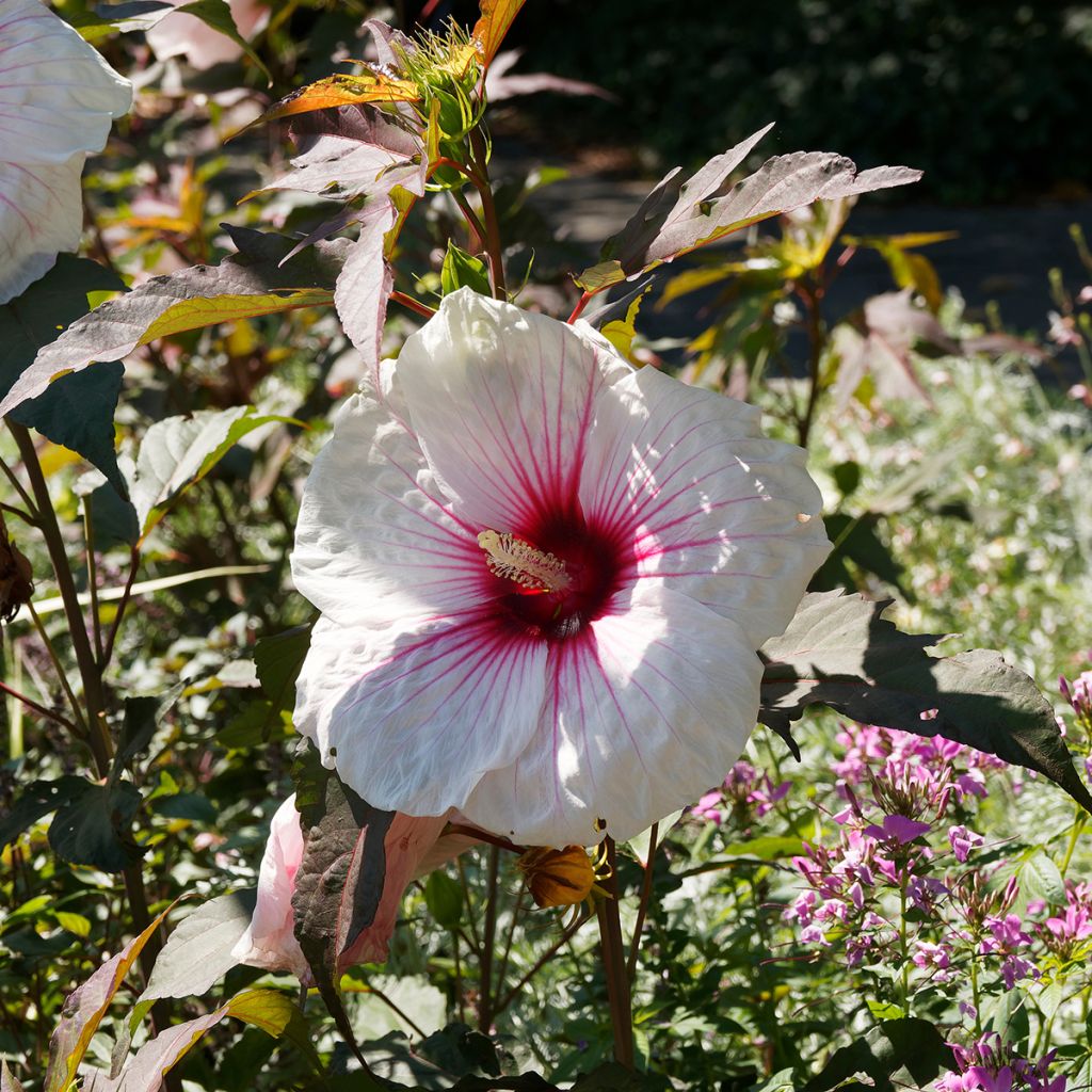 Hibiscus moscheutos Jolly Heart - Swamp Rose Mallow