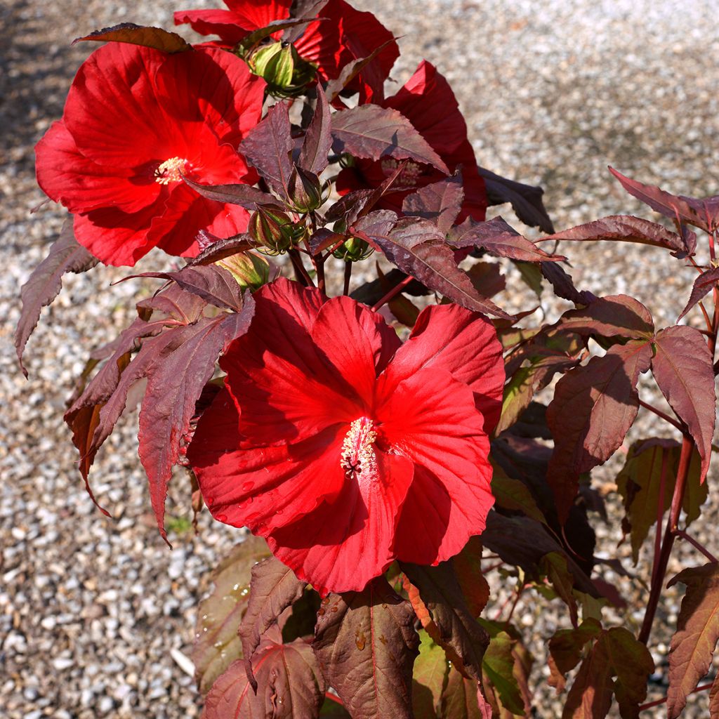 Hibiscus moscheutos Midnight Marvel - Swamp Rose Mallow
