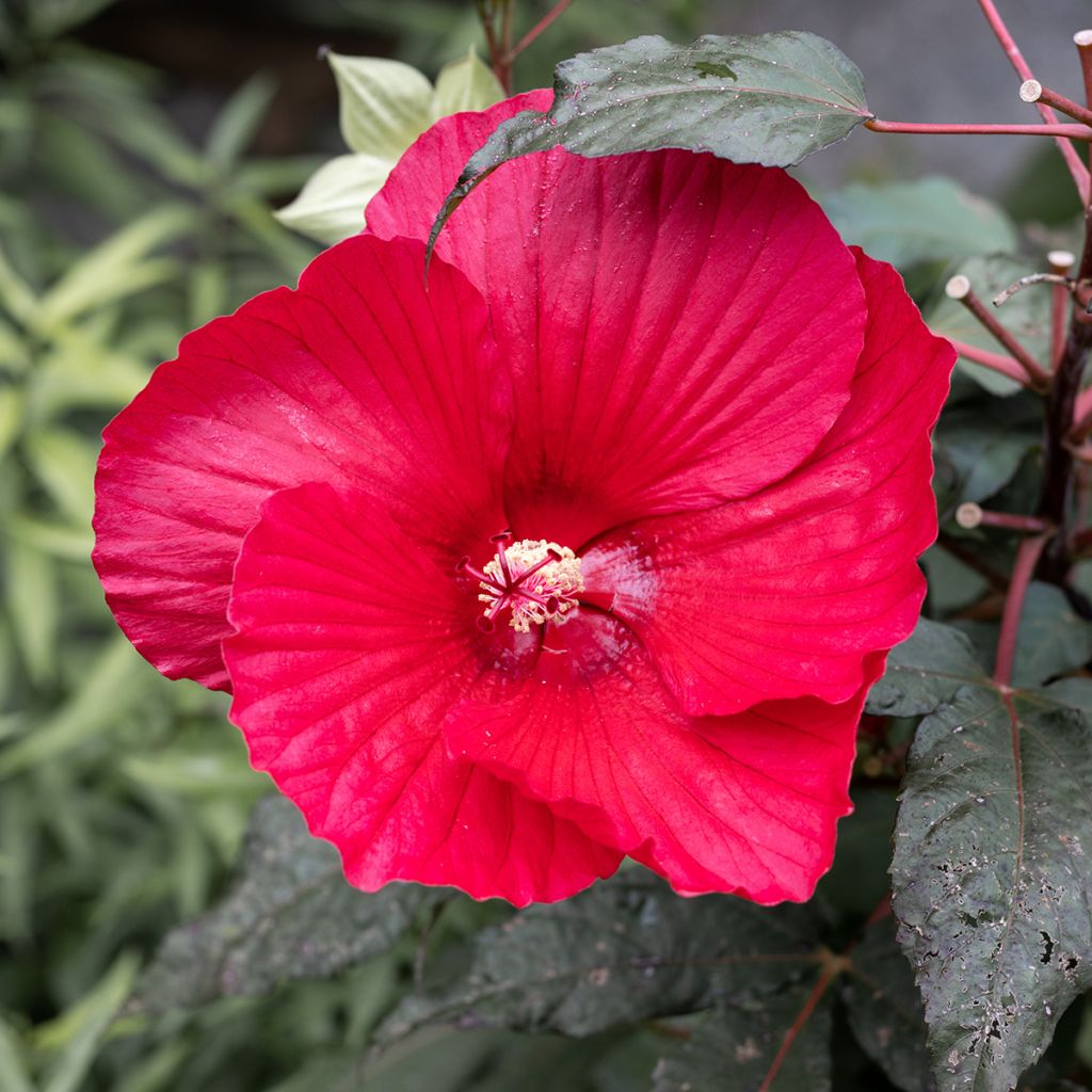 Hibiscus moscheutos Midnight Marvel - Swamp Rose Mallow