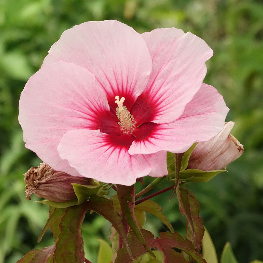 Hibiscus moscheutos Pink Candy - Swamp Rose Mallow